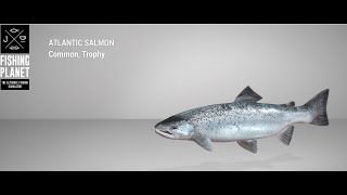 Fishing Planet  White Moose Lake  Trophy  Atlantic Salmon  Spin [upl. by Etrem]