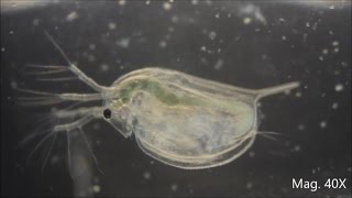 Daphnia magna under the Microscope [upl. by Beekman]