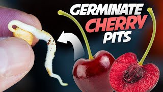 How To Germinate Cherry Seeds That Works every Time  Growing Cherry Trees From Seeds [upl. by Nirok]