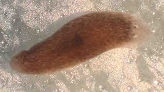 Planaria Flatworm Regeneration amp Movement [upl. by Araet]