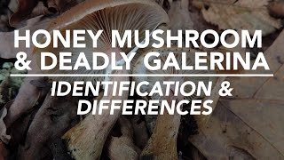 Honey Mushroom amp Deadly Galerina  Identification and Differences with Adam Haritan [upl. by Missak696]