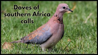 Doves of southern Africa calls [upl. by Lirva]