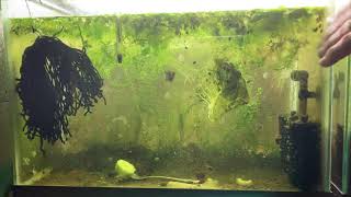 Scuds Daphnia Cherry Shrimp Copepods My aquatic food culture [upl. by Hilton]