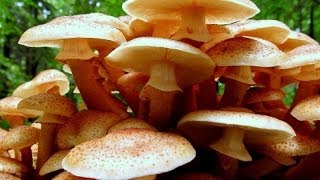 Grzyby Opieńka miodowa i opieńka ciemna  Armillaria mellea et Armillaria solidipes [upl. by Attenyl548]