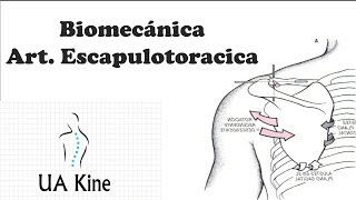 Biomecanica Articulacion Escapulotoracica [upl. by Ahsimet]