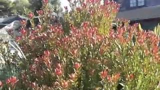 Leucadendron Safari Sunset  Red Cone Bush [upl. by Namor998]