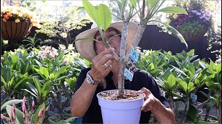 How to Grow and Care for Plumerias Frangipani with Suzanne Hetrick [upl. by Leese366]