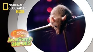 Rat Genius  Awesome Animals [upl. by Findlay]