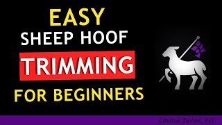 Sheep Hoof Trimming For Beginners [upl. by Levins]