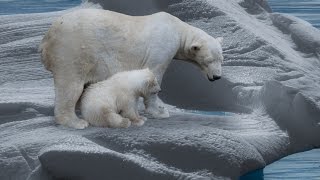 Der Eisbär  Dokumentation 1080p HD DokuExtrem [upl. by Stacy700]