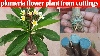 how to grow plumeria flower plant from cuttings [upl. by Silvan606]