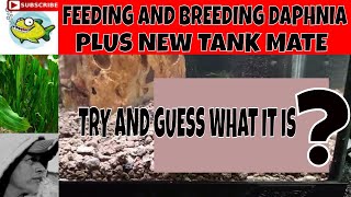 HOW TO BREED DAPHNIA SUPER EASY [upl. by Atwekk]