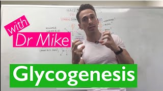 Glycogenesis amp Glycogenolysis [upl. by Nayra]