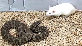 Snake attack rat Snake venom experiment [upl. by Meeharb214]