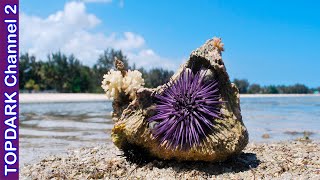 10 Increíbles Erizos de Mar [upl. by Enneiluj]