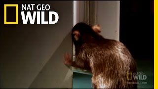 Rodent Invaders  Nat Geo Wild [upl. by Nylg]