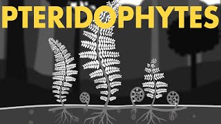 Life cycle of Pteridophytes Class 11 Animation  Plant Kingdom Class 11  NEET Botany [upl. by Rimidalg]