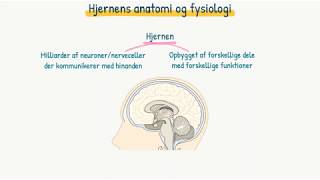 Nervesystemet Hjernens anatomi og fysiologi [upl. by Yrffoeg]