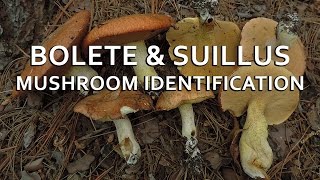 Bolete amp Suillus Mushroom Identification with Adam Haritan [upl. by Pettiford514]