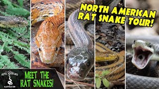 MEET THE RAT SNAKES [upl. by Bakeman]