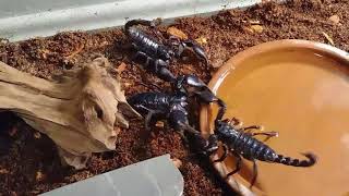 Asian forest scorpion breeding [upl. by Agrippina]