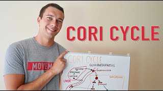 What is the Cori Cycle  Gluconeogenesis Explained Simply [upl. by Aleunam801]