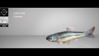 Fishing Planet  White Moose Lake  Lake Chub  Float [upl. by Haslam]