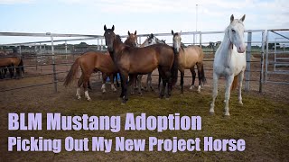 BLM MUSTANG ADOPTION  Picking Out My New Project Horse [upl. by Oigimer178]