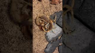 Scorpions Leiurus Quinquestriatus  female kill male before mating [upl. by Eiznikcm]