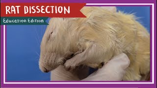 Rat Dissection  When the Cats Away EDU [upl. by Lally]