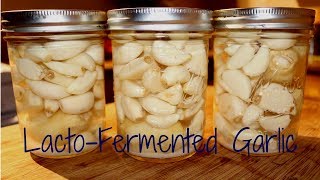 Fermenting Garlic [upl. by Ayeka627]