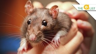 5 Fascinating Facts About Rats [upl. by Roberta460]