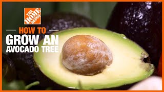 How to Plant amp Grow Avocados in Your Garden [upl. by Alema616]