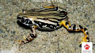 Frogs and their calls [upl. by Bathsheba]