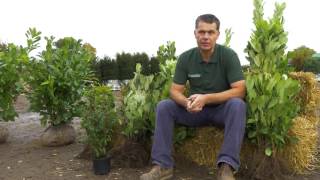 All you need to know about Laurel Hedging Plants  Hopes Grove Nurseries [upl. by Ardnosal]