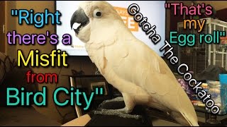 A weird Cockatoo conversationlol subtitled [upl. by Ahseid]