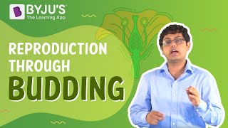 Reproduction through Budding  Learn with BYJUS [upl. by Anitac55]