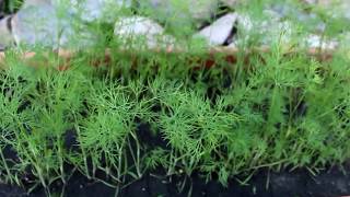 How to Grow and Harvest Dill [upl. by Coh]