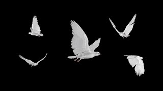 White Doves  Flying Flock  Five Birds  Transparent Transition [upl. by Mollee867]