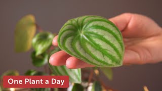 Peperomia argyreia Watermelon peperomia Houseplant Care — 46 of 365 [upl. by Lourie857]