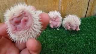 Erizos Bebes  Los primeros dias de un Erizo  Newborn hedgehogs with [upl. by Cynde932]