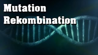 Evolution Mutation Rekombination genetische Variabilität [upl. by Lairret]