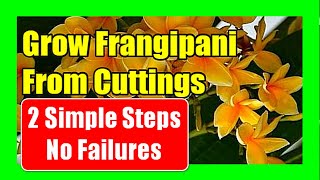 How To Grow Frangipani From Cuttings How to Make Frangipani Flower [upl. by Einnob20]