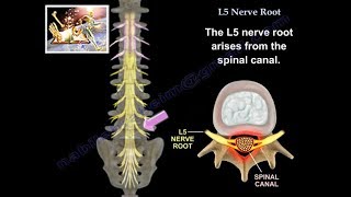 L5 Nerve Root  Everything You Need To Know  Dr Nabil Ebraheim [upl. by Tolliver]