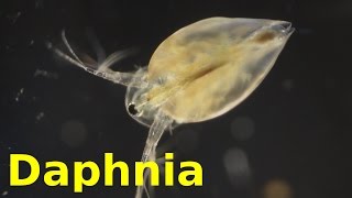 Daphnia [upl. by Virg831]