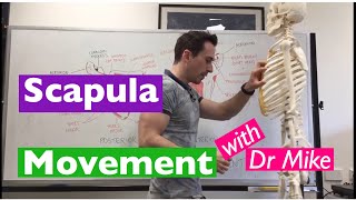 Scapula Movement  Functional Anatomy [upl. by Raphael566]