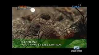 Born Impact The Pawikan Conservation Center of Morong Bataan [upl. by Pontias134]