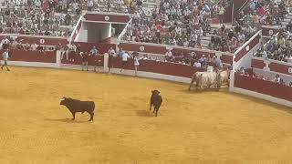 ENCIERRO Y COGIDA EN TORREJON DE ARDOZ 2023 [upl. by Auhsuj265]