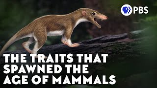 The Traits That Spawned the Age of Mammals [upl. by Ronoel746]