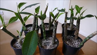 Frangipani Cuttings [upl. by Gabor173]